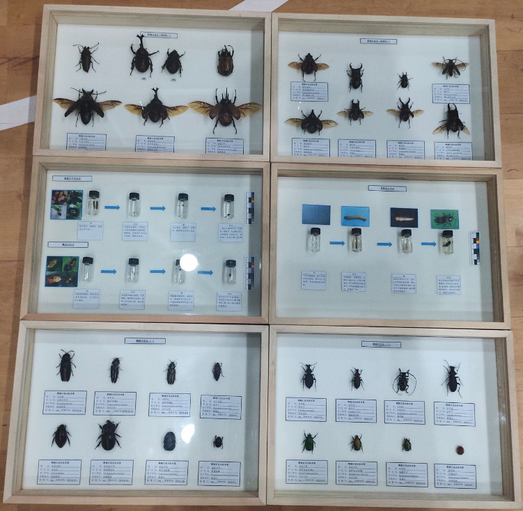 17风景园林2班—刘驹等人—鞘翅目昆虫及其生活史