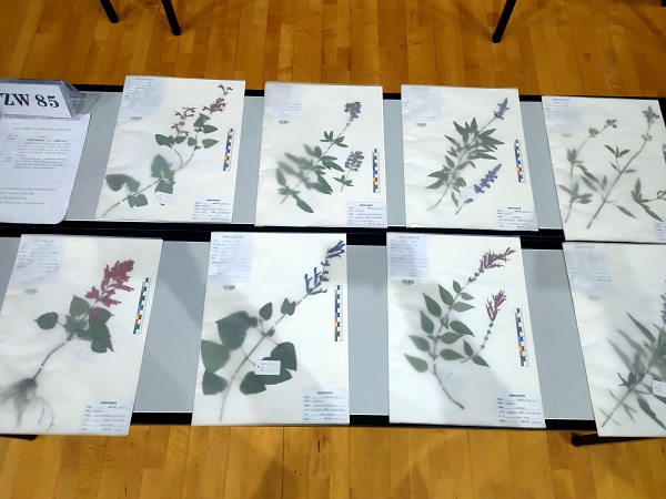 18风景园林1班—程雨等人—合瓣花植物腊叶标本集