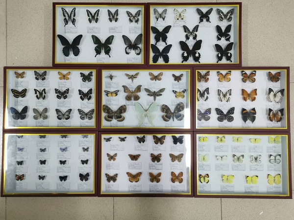 18风景园林1班—王晨宇等人—鳞翅目昆虫80种