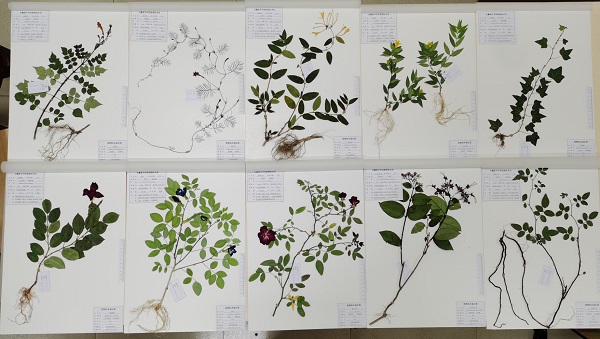 18风景园林1班—周乐乐等人—藤本植物10种