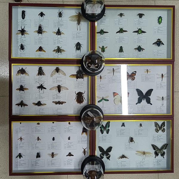 19风景园林2班—张慧雯等人—有翅亚纲昆虫64种