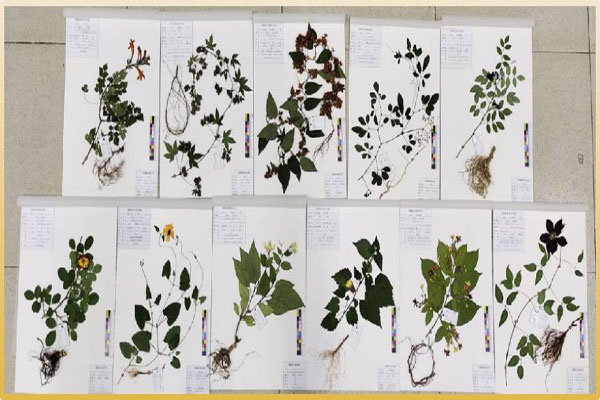 与党“藤”行，“蔓”众一心