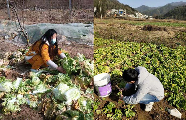 城市建设学院寒假“四个一”劳动教育活动 走向田间地头