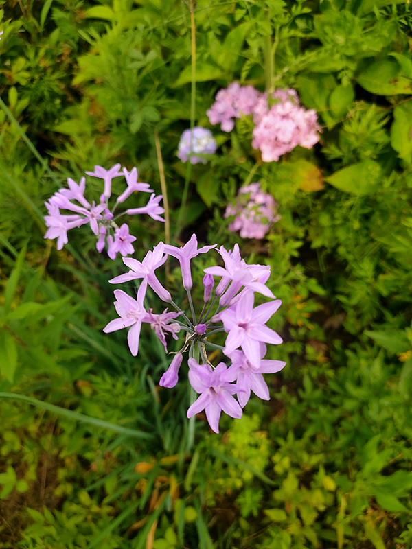 城市建设学院持续开展“我为是师生办实事”——协助风景园林基地建设，美化校园环境