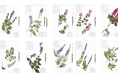 唇形科腊叶植物标本合集