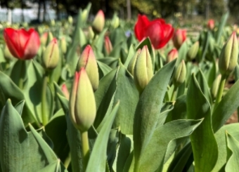 园林基地春季花展进行时：春光烂漫正当时