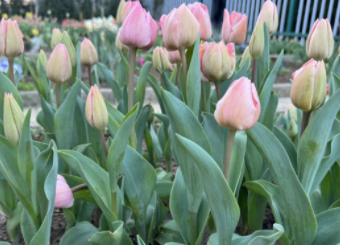 城市建设学院风景园林专业开展园林基地春季花展活动