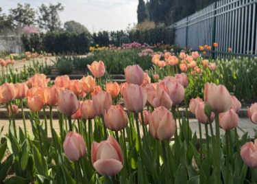 园林种植实习基地迎来满园繁花